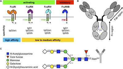 Fc-Linked IgG N-Glycosylation in FcγR Knock-Out Mice